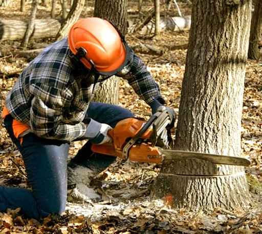 Tree Removal in Saint Charles, SD